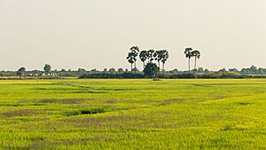 Cambodia's rice fields