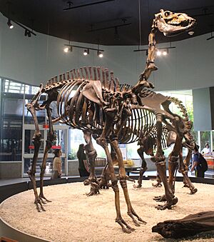 Camelops hesternus Page