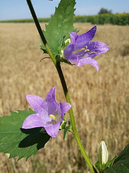 Campanula trachelium sl20