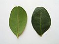 Carob tree leaf
