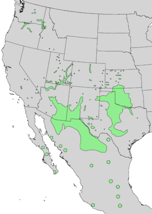 Celtis reticulata range map 3.png