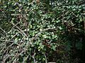 Coprosma rhamnoides 11