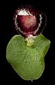 Corybas recurvus (8691801243)
