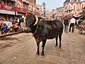 Cow-Varanasi India-Andres Larin