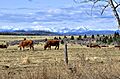 Cows in the Foothills - panoramio