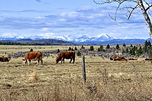 Cows in the Foothills - panoramio