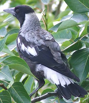 Cropped Aussie magpie in tree