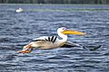 Danube Delta pelican flying