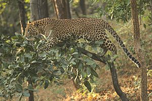 David Raju Leopard0827