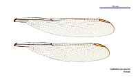 Diphlebia coerulescens female wings (34788166926)