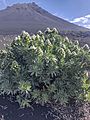 Echium Vulcanorum (Lingua-de-vaca)