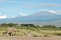 Elephant and Kilimanjaro