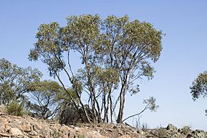 Eucalyptus dwyeri.jpg
