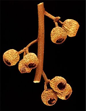 Eucalyptus johnsoniana fruit