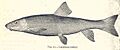 FMIB 35064 Longnose Sucker
