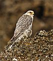 Falco rusticolus white cropped