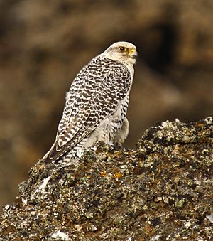 Falco rusticolus white cropped