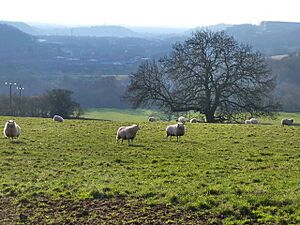 Field of sheep at Catsash - geograph.org.uk - 2248961