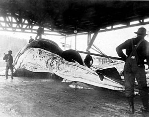 Flensing a whale, Tyee Co whaling station, Tyee, Alaska, August 25, 1910 (COBB 85)