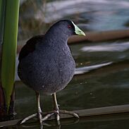 Gallinula melanops bogotensis, recorte