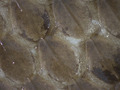 Garter Snake Scales