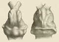 Glyptodontidae brains - Gervais 1869