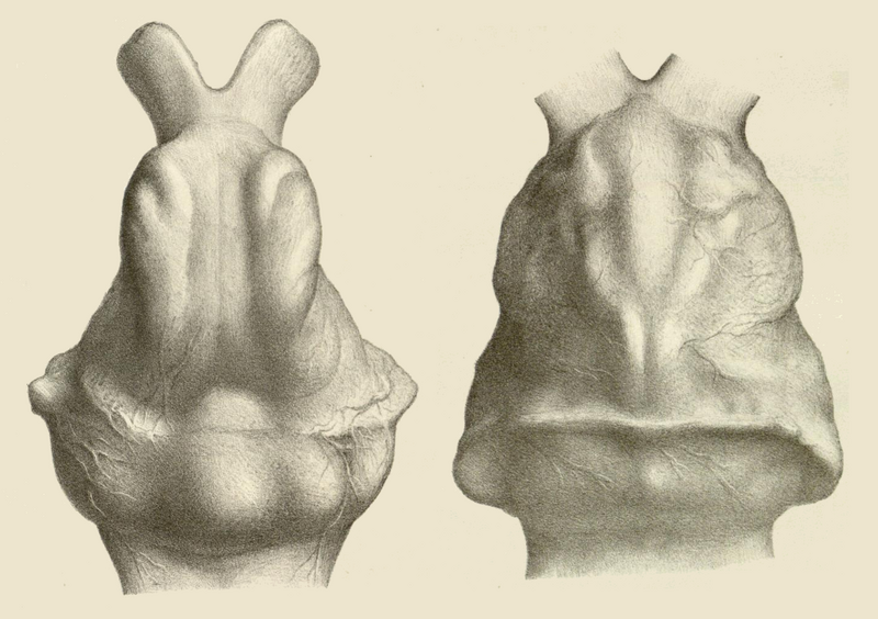Glyptodontidae brains - Gervais 1869