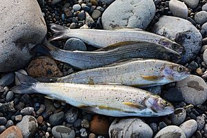 Grayling caught in the Colville River. North Slope, Alaska