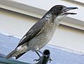 Grey Butcherbird Young Singing