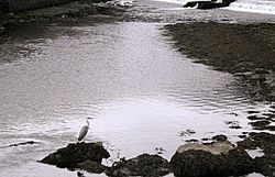 Grey heron, Shimna River