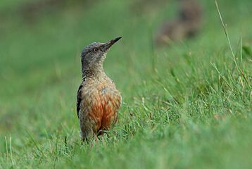Ground woodpecker 2017 02 06 3172c