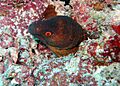 Gymnothorax flavimarginatus by Jaroslaw Barski