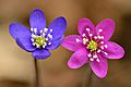 Hepatica nobilis flowers - blue and pink - Keila