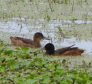 Heteronetta atricapilla blackheadedduck (cropped).jpg