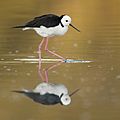 Himantopus leucocephalus - Sydney Olympic Park