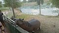 Hippopotamus at Paya Indah Wetland