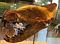 Hyaenodon horridus skull