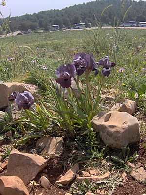 Iris haynei01 Jusmine