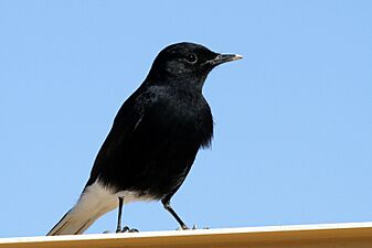 Israel. White-crowned wheatear (juvenile) (15191407254)