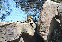 Jaguar at Happy Hollow Park & Zoo