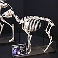 Japanese serow skeleton at Kobe Oji Zoo, Japan