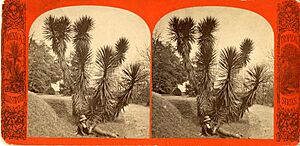 Johnston-Hay House, circa 1877 - DPLA - 78c33070f2d56817930490ba07906826