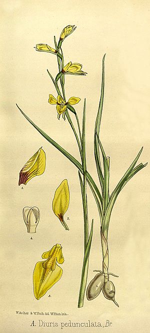 Joseph Dalton Hooker - Flora Antarctica - vol. 3 pt. 2 plate 105 (1860) - cropped 1.jpg