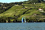 Vineyard terraces rise above Lake Geneva