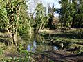 Latchmere Stream - Ham Woods, Ham Common 20140215