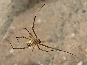 LatrodectusHesperusMaleLightColoredDorsal003A