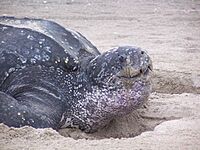 Leatherback turtle in sand dermochelys coriacea.jpg
