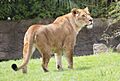 Lioness at Auckland Zoo - Flickr - 111 Emergency