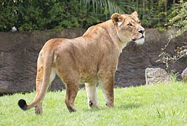 Lioness at Auckland Zoo - Flickr - 111 Emergency