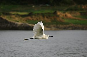 Little Egret flying with neck retracted